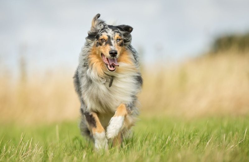 Camping ardennen met hond